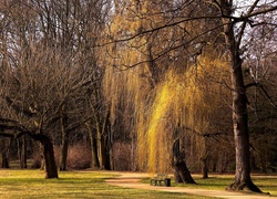 Drzewa, Park, Ławka