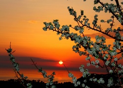 Owocowe Drzewo, Kwiatki, Zachód Słońca, Wiosna