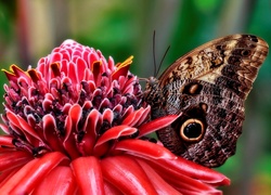 Czerwony, Kwiatek, Motyl