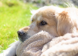 Piesek, Kocyk, Golden Retriever