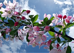 Wiosna, Kwiaty Wiśni, Drzewo Owocowe, Niebo