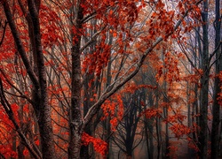 Las, Kolorowe liście, Jesień