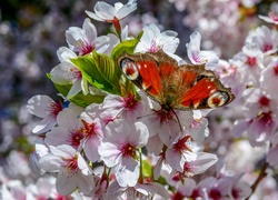 Wiosna, Kwiaty, Drzewo Owocowe, Motyl, Rusałka, Pawik
