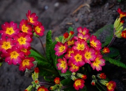 Kwiaty, Prymula, Kwitnące, Wiosenne