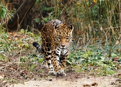 jaguar, Las