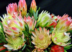 Protea