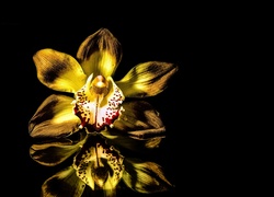 Kwiat, Orchidea, Czarne Tło, Odbicie