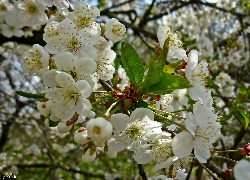 Drzewo Owocowe, Kwitnące Kwiaty, Wiosna