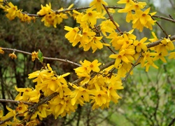 Żółte, Kwiaty, Kwitnący, Krzew, Forsycja