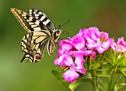 Motyl, Paź, Królowej, Goździki