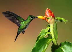 Koliber, Kwiatki