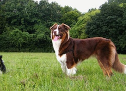 Border Collie