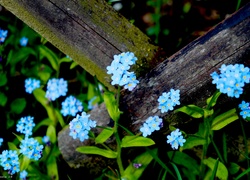 Kwiaty, Niezapominajka, Niebieskie