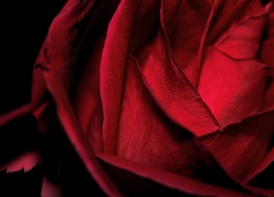 Kwiat, Czerwona Róża, Czarny Listek