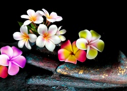 Kwiaty, Plumeria, Łopatka