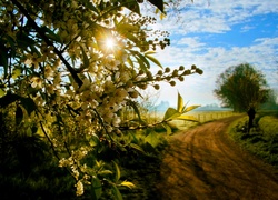 Wiosna, Kwitnące Drzewo, Promienie Słońca, Droga