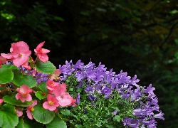 Kwiaty, Begonia