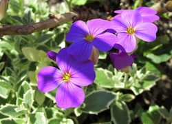 Fioletowe, Kwiatki, Lobelia