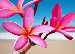 Kwiaty, Plumeria, Rózowa, Plaża, Morze