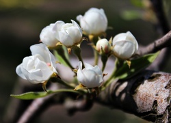 Białe Kwiaty, Kwitnąca, Gałąź, Grusza