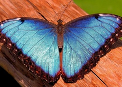 Niebieski, Motyl, Drewno