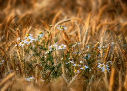 Rumianki, Pole, Zboże, Lato