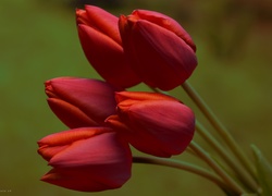 Tulipany, Czerwone, Bukiet