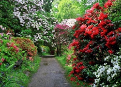 Wiosna, Park, Aleja, Rododendrony