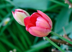 Dwa, Tulipany