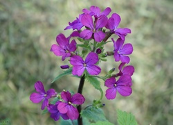 Kwiaty, Lunaria