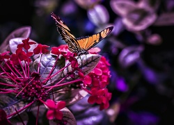 Motyl, Kwiat