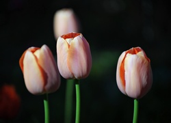 Tulipany, Czarne, Tło