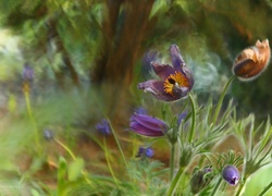 Sasanki, Fioletowe, Kwiaty