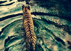 Tygrys, Woda