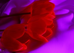Kwiaty, Tulipany, Czerwone