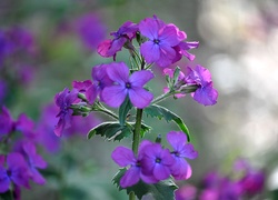 Fioletowe, Kwiaty, Lunaria