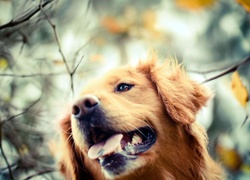 Pies, Golden Retriever