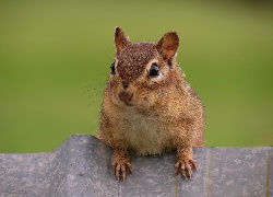 Wiewiórka, Chipmunk