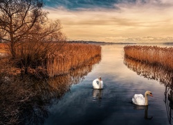 Góry, Jezioro, Trawa, Drzewo, Łabędzie