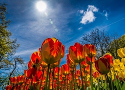 Tulipany, Niebo, Słońce, Wiosna
