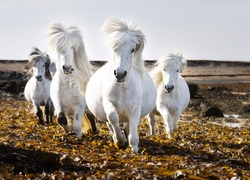 Białe Konie, Galop, Liście