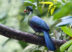 Turaco, Ptak, Gałąz, Liście