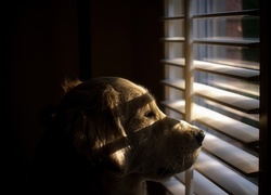 Pies, Okno, Żaluzje