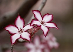 Kwiaty, Lilia Impala