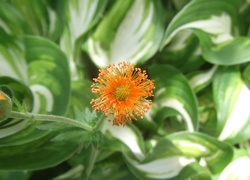 Kwiat, Pomarańczowa, Ozdoba, Ogrodu