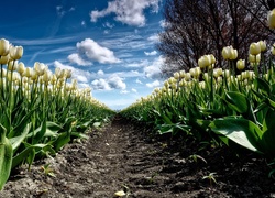 Białe, Tulipany, Plantacja, Drzewo