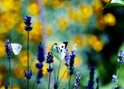 Niebieskie, Kwiaty, Białe, Motyle, Blask