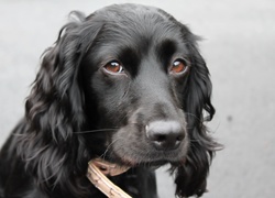 Czarny, Piesek, Smutna, Mordka, Cocker spaniel