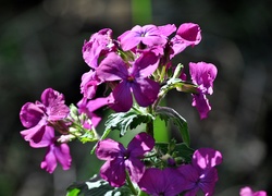 Purpurowe, Leśne, Kwiaty, Lunaria