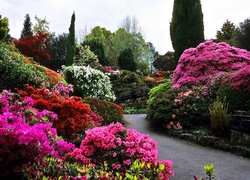 Wiosna, Park, Rododendrony